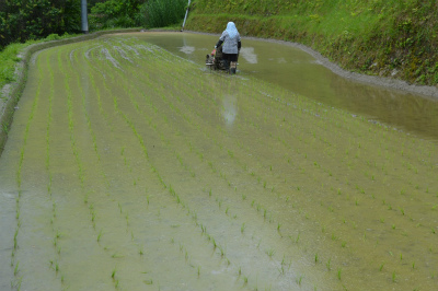 歩行型の田植え機での田植え風景です。　地道な努力の積み重ねで美味しいお米ができます！！ 